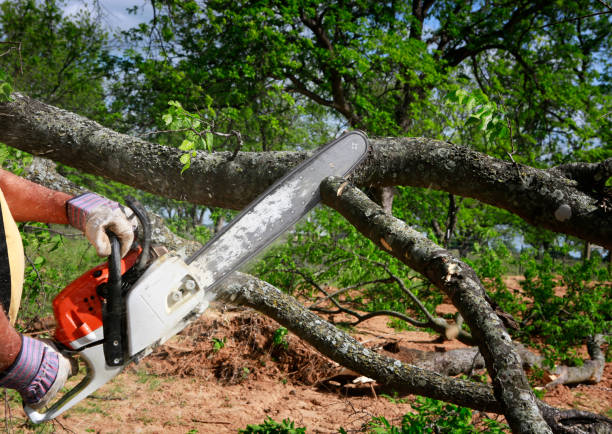 How Our Tree Care Process Works  in Burwell, NE